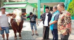 DPW PAN Jatim Serahkan Sapi Limousin 1,2 Ton ke PW Muhammadiyah dan PW NU Jatim