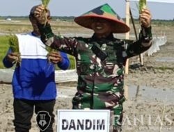 Dukung Ketahanan Pangan Nasional, Kodim 0321 Rohil Perdana Tanam Padi Sawah