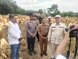 Polsek Pangean Gelar Panen Raya Jagung Pipil Bumdes Parisai Nagori Dukung Swasembada Pangan APBD 2025