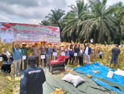 Polres Kuansing Dukung Panen Raya Jagung Pipil di Desa Sungai Bawang