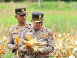 Kapolres Kuansing Hadiri Panen Raya Jagung Pipil di Sentajo Raya