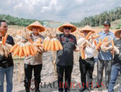 Kapolres dan Bupati Kuansing Dukung Ketahanan Pangan Nasional, Hadiri Panen Raya Jagung Pipil