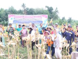 Sipropam Polres Kuansing Panen Jagung Pipil Binaan di Lahan BUMDesa Telaga Jernih Sentajo Raya