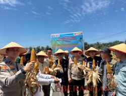 Kapolres Kuantan Singingi AKBP R. Ricky Pratidiningrat Hadiri Panen Perdana Jagung Pipil