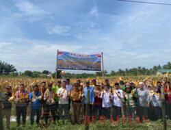 Polres Kuansing Dukung Swasembada Pangan 2025, Dua Kecamatan Melaksanakan Panen Jagung Pipil