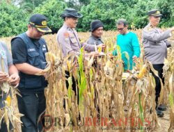 Polres Kuansing Dukung Ketahanan Pangan, Dua Kecamatan Laksanakan Panen Jagung Pipil di Lahan BUMDes