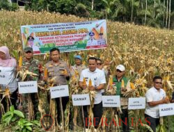 Dua Kecamatan Gelar Panen Raya Jagung Pipil, Kapolres Kuansing Apresiasi Penguatan Ketahanan Pangan Desa