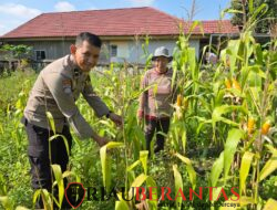 Kawal Ketahanan Pangan di Pekanbaru, Personel Polsek Limapuluh Cek Lahan Jagung KWT Rintis