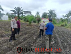Polsek Kunto Darussalam Dukung Swasembada Pangan, Tanam Jagung Pipil Bersama Warga