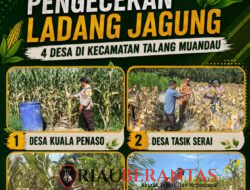 Polsek Pinggir Cek Tanaman Jagung di Talang Muandau