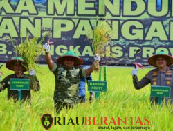Kodam XIX Tuanku Tambusai Gelar Panen Raya di Bengkalis, Kasdam Ikuti Vidcon Bersama Presiden RI