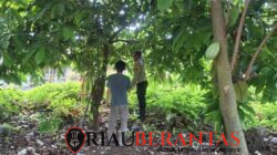 Perkuat Ketahanan Pangan, Bhabinkamtibmas Polsek Limapuluh Tinjau Kebun Sayur Warga di Sukamulya