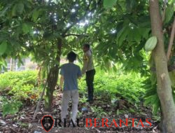Perkuat Ketahanan Pangan, Bhabinkamtibmas Polsek Limapuluh Tinjau Kebun Sayur Warga di Sukamulya