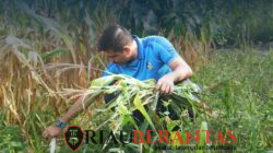 Gotong Royong Bersama, Rutan Pekanbaru Perkuat Semangat Kebersamaan di Area Ketahanan Pangan
