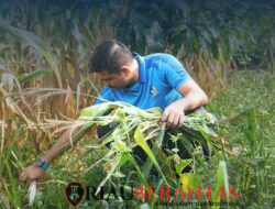 Gotong Royong Bersama, Rutan Pekanbaru Perkuat Semangat Kebersamaan di Area Ketahanan Pangan