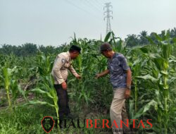 Bukan Sekadar Tanam, Polsek Batu Hampar Pastikan Jagung 2 Hektare Tumbuh hingga Siap Dipanen
