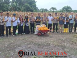 Panen 1,5 Ton Jagung, Polsek Payung Sekaki Perkuat Program Ketahanan Pangan