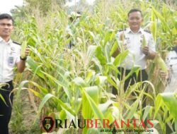 Rutan Pekanbaru Kembali Panen Jagung dan Kangkung, Wujud Nyata Pembinaan Warga Binaan