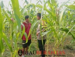 Polisi Ikut Kawal dari Ladang hingga Panen, 2 Hektare Jagung di Batu Hampar Terus Dipantau
