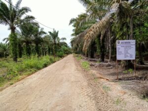 Melalui Dana Bermasa, Pemdes Beringin Lakukan Peningkatan Jalan.