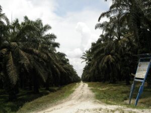 Bukan Main ’20 Ribu Hektar Di Gondol PT. Torganda’, Aspemari Menduga Tak Ada HGU